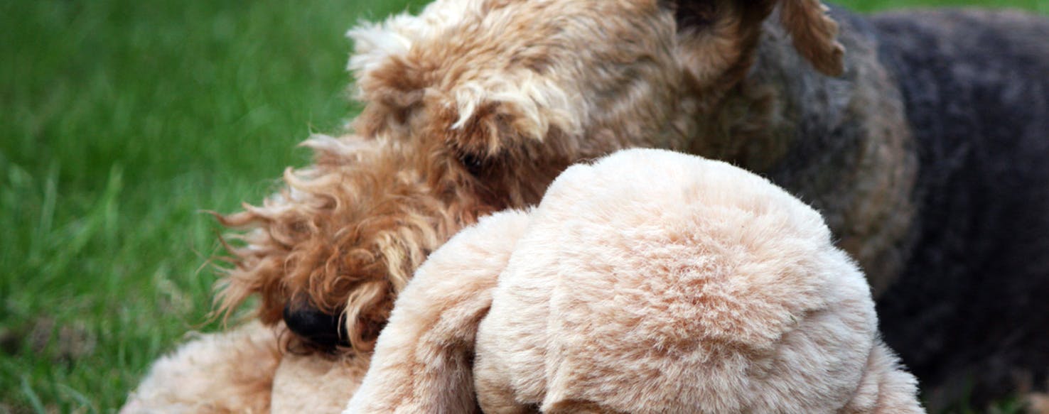 Why Dogs Like Stuffed Animals