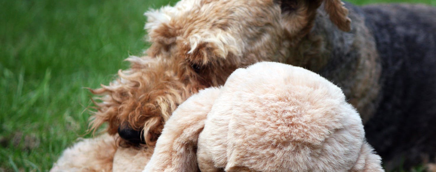 Dog loves shop stuffed animal