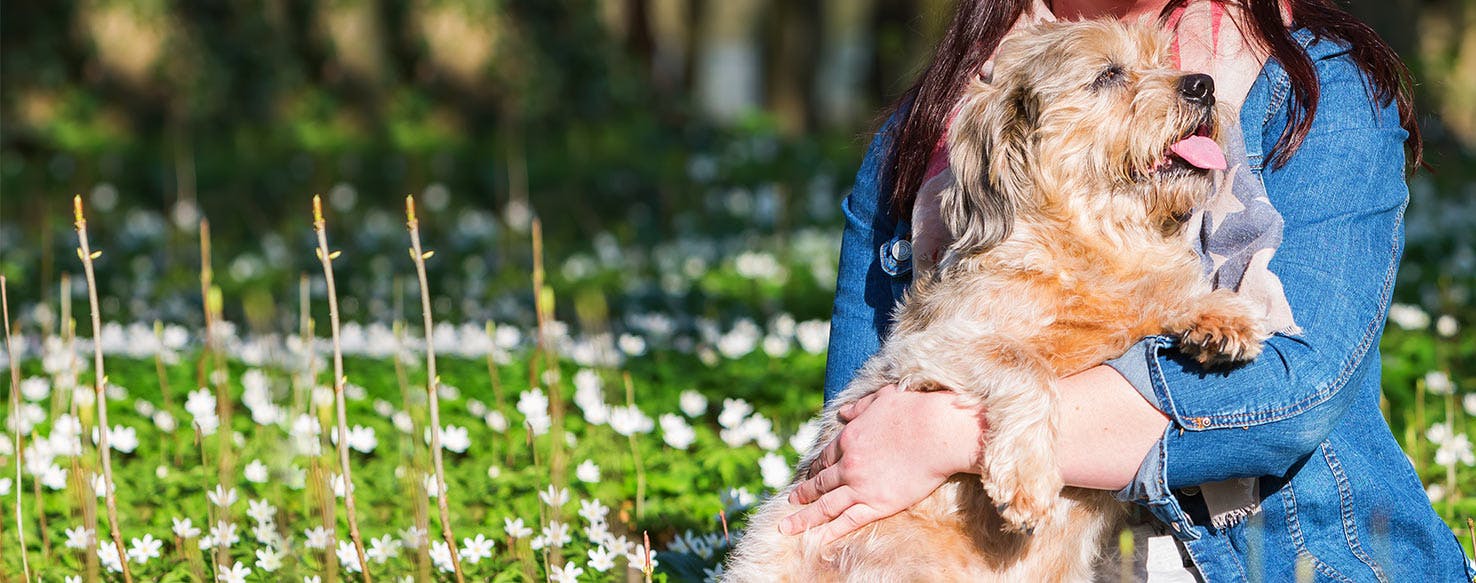 do dogs like to cuddle with humans