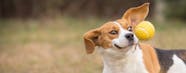 Why Dogs Like To Play Fetch Wag 