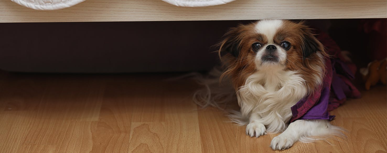 Why Dogs Like To Stay Under The Bed