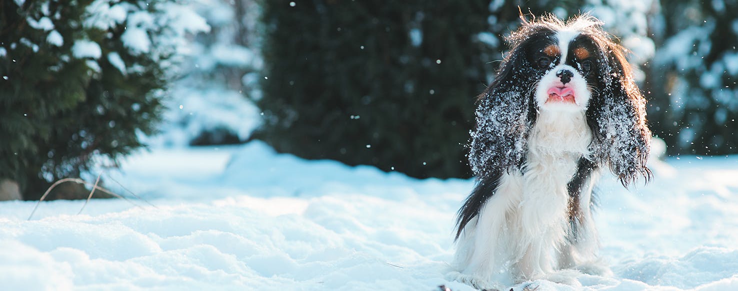 Why Dogs Like To Walk On Snow