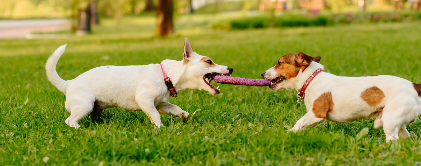 do dogs like playing tug of war