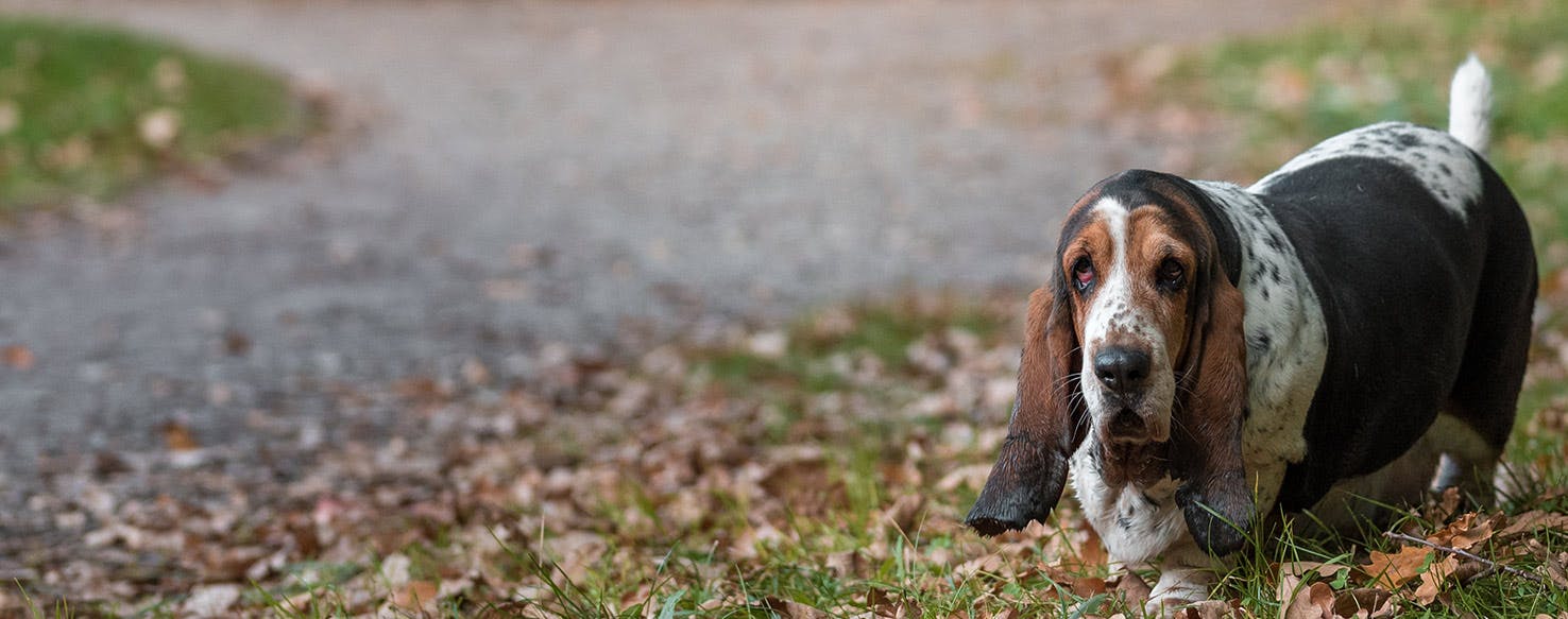 Why Dogs Like Walks - Wag!