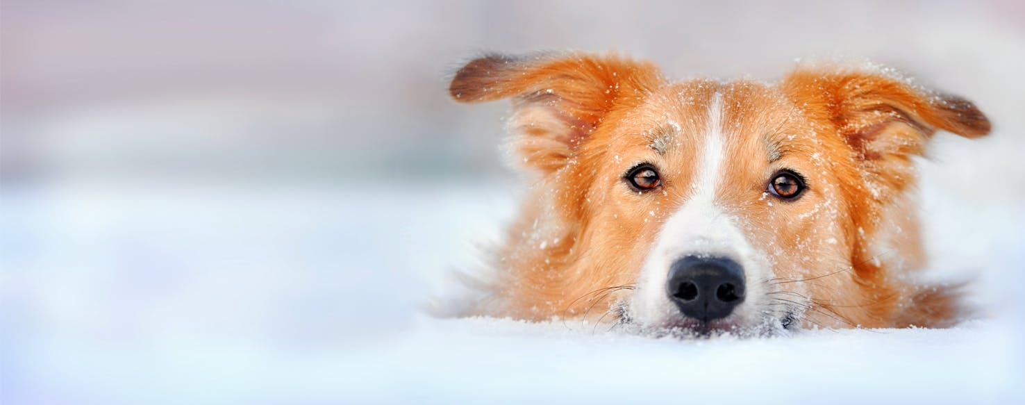 Why Dogs Love Snow