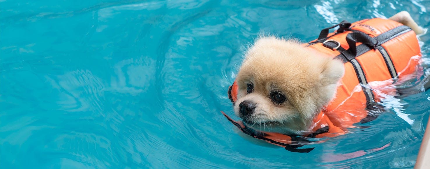 can puppies swim in pools