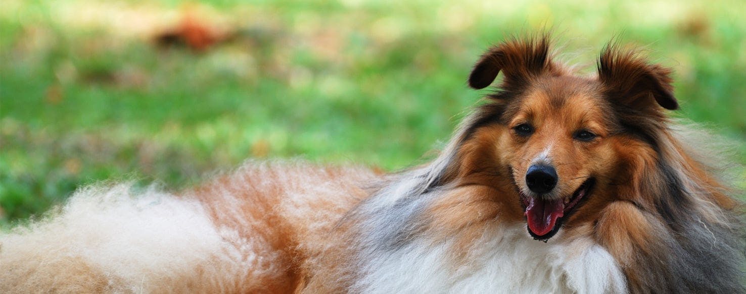 Why Dogs Make Howling Sound At Morning Wag