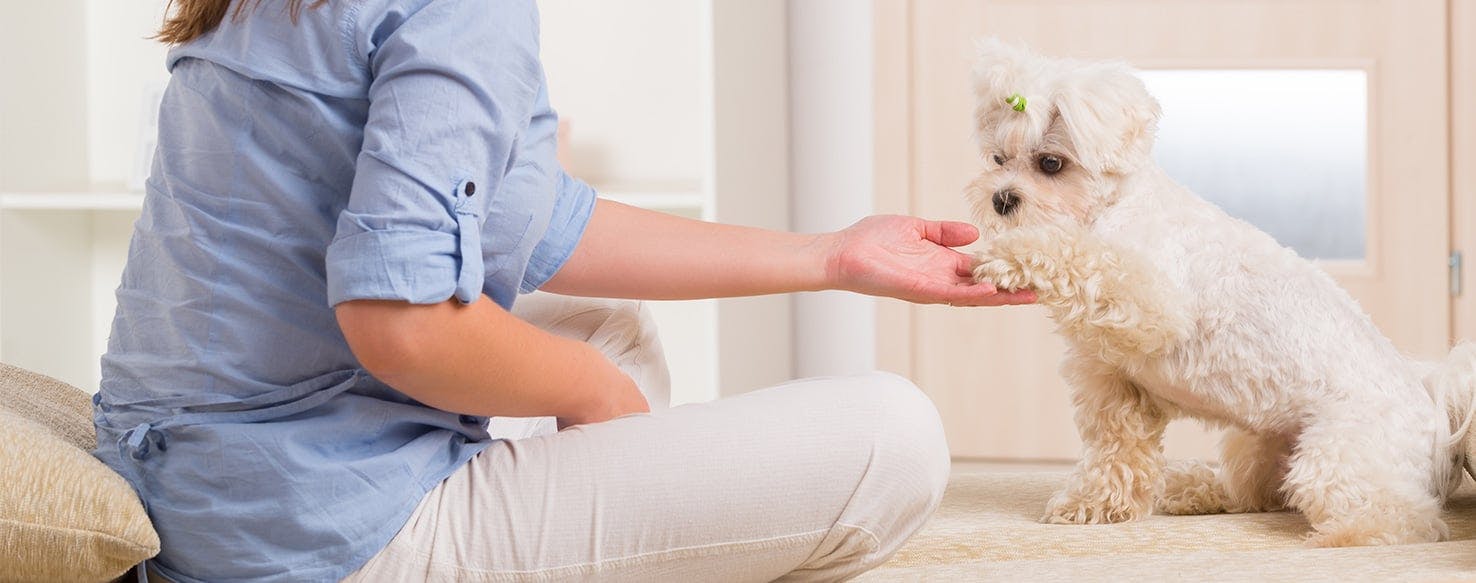 Pet canine become forceful when guests are near