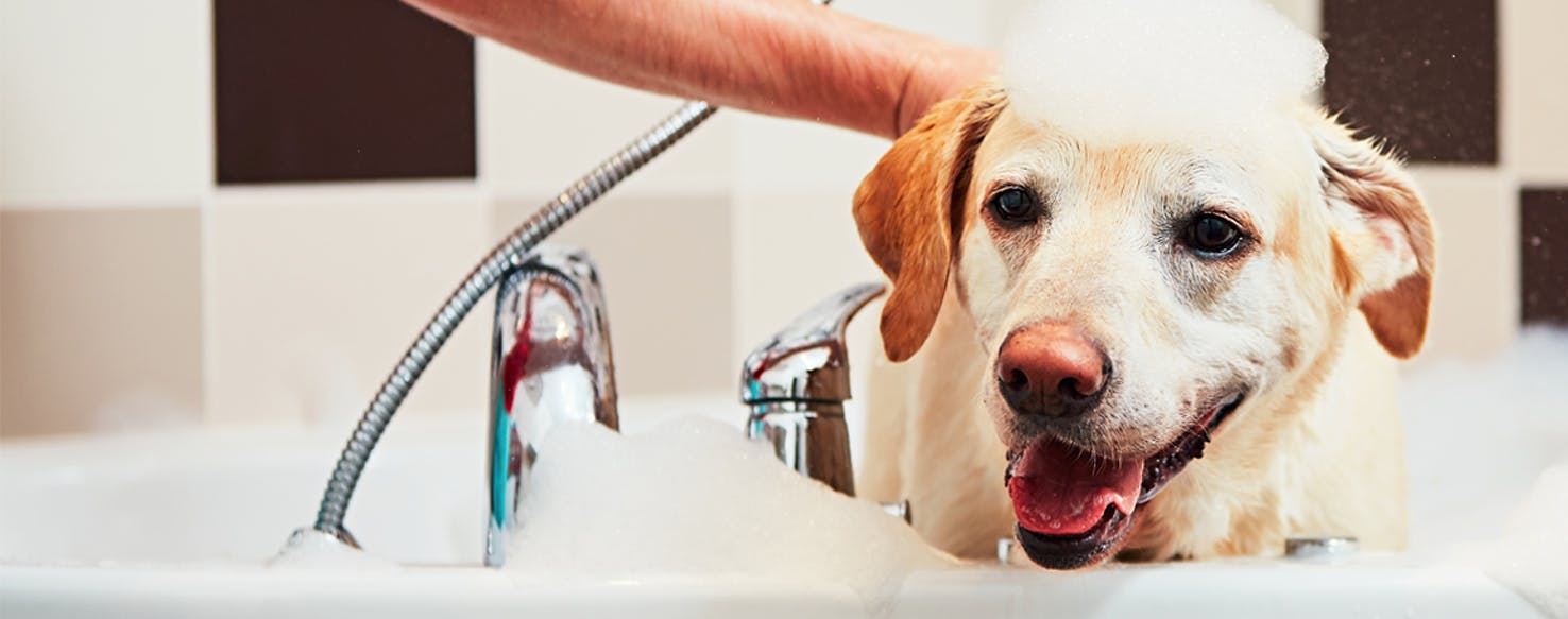 Why Dogs Run After Bath - Wag!