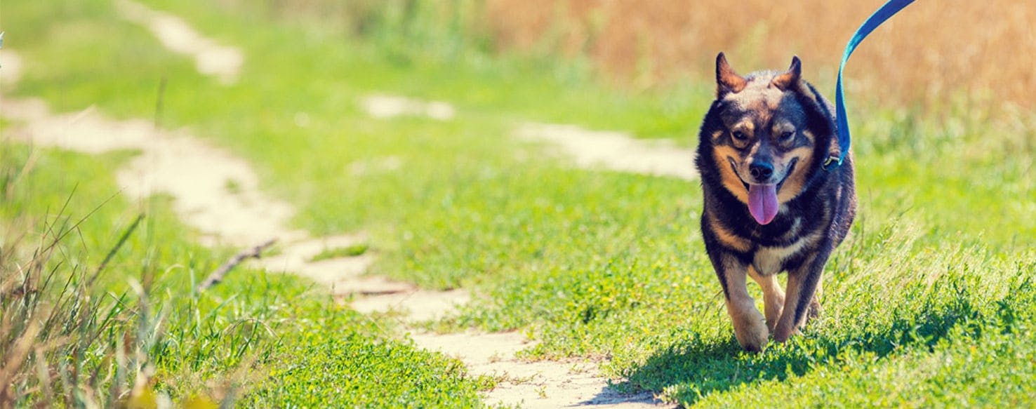 can a man outrun a dog