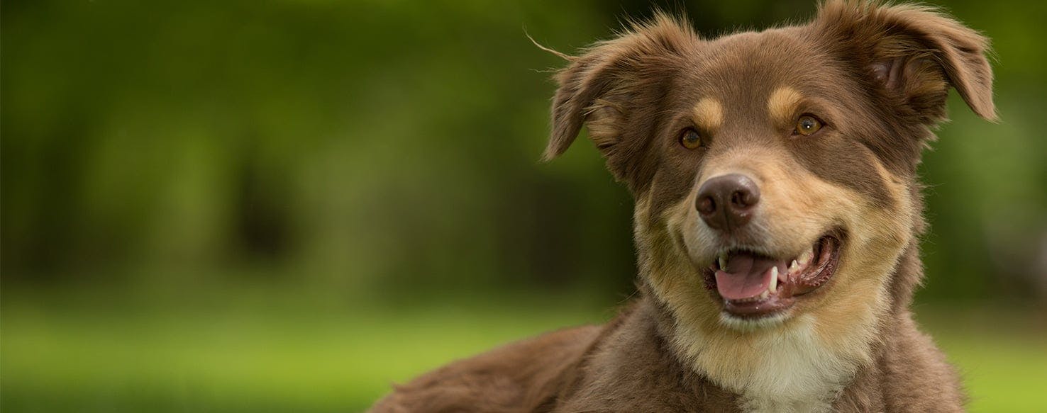 why do dogs sit above your head