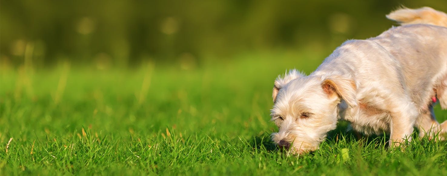 what are dogs smelling for when they poop