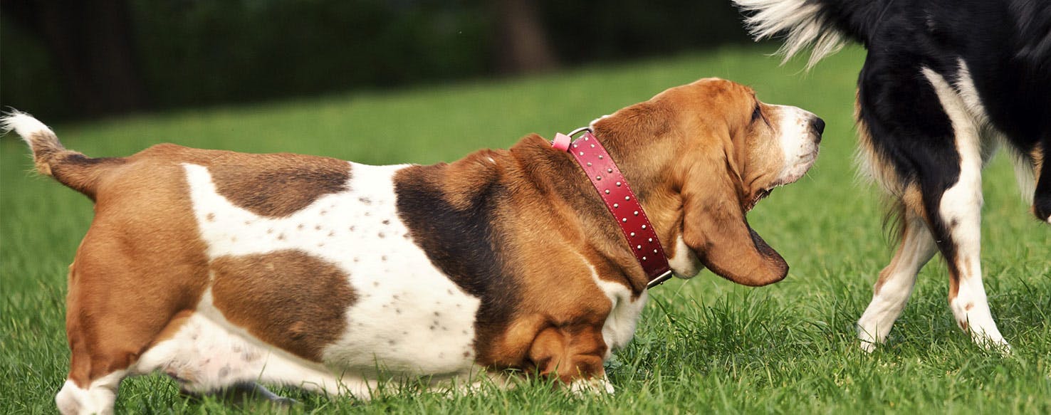 Why Dogs Sniff Each Other'S Behinds