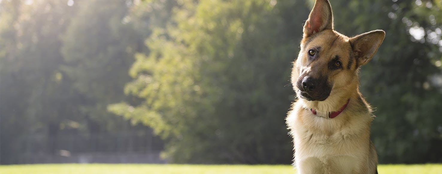 Why Dogs Tilt Their Heads