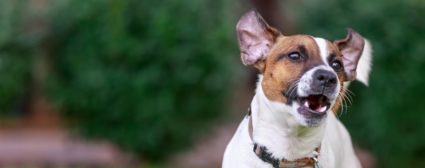 Why Some Dogs Bark Constantly