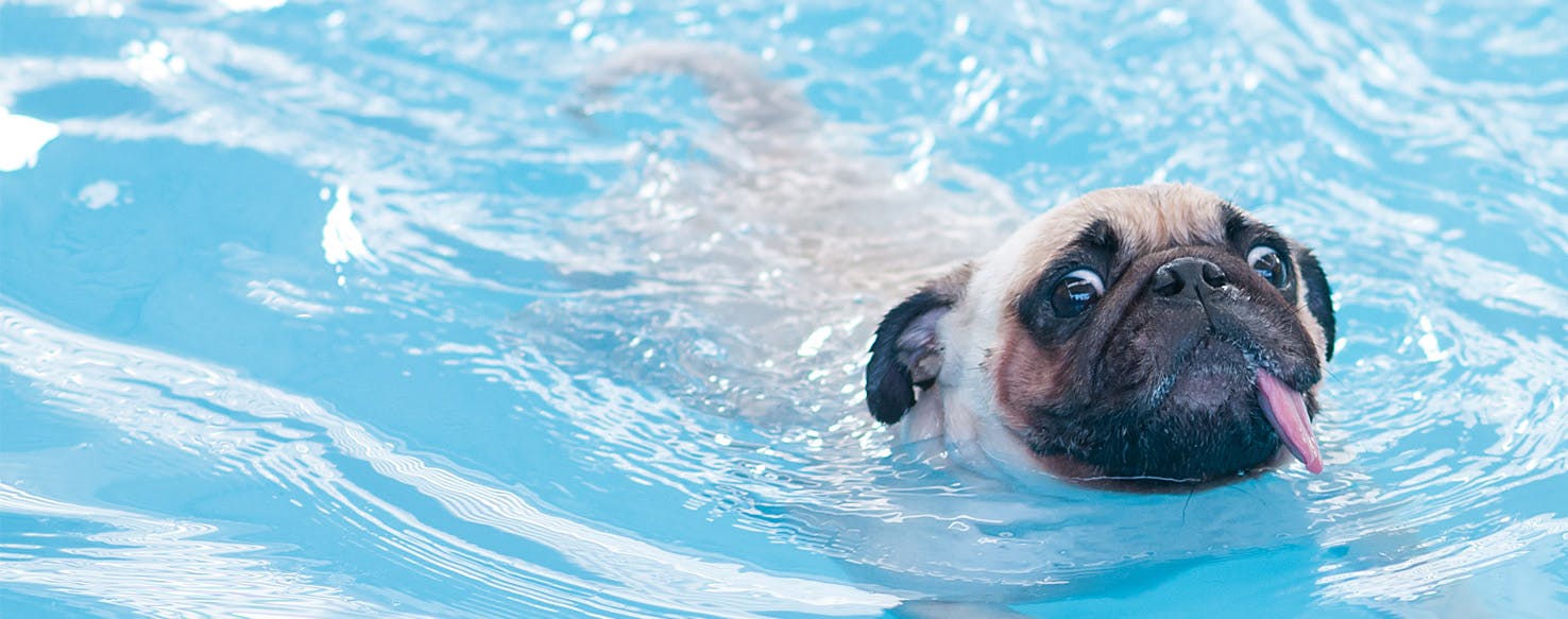 What dogs sales cant swim