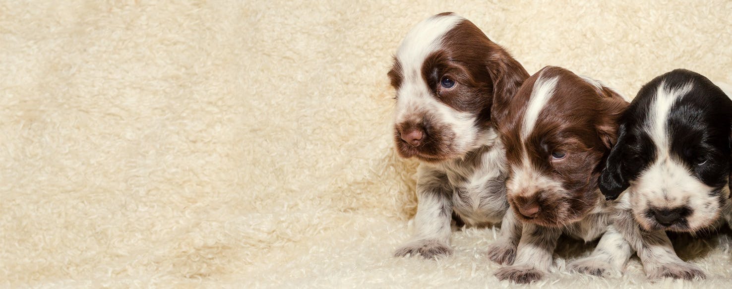 Why Some Dogs Don't Always Like Their Puppies