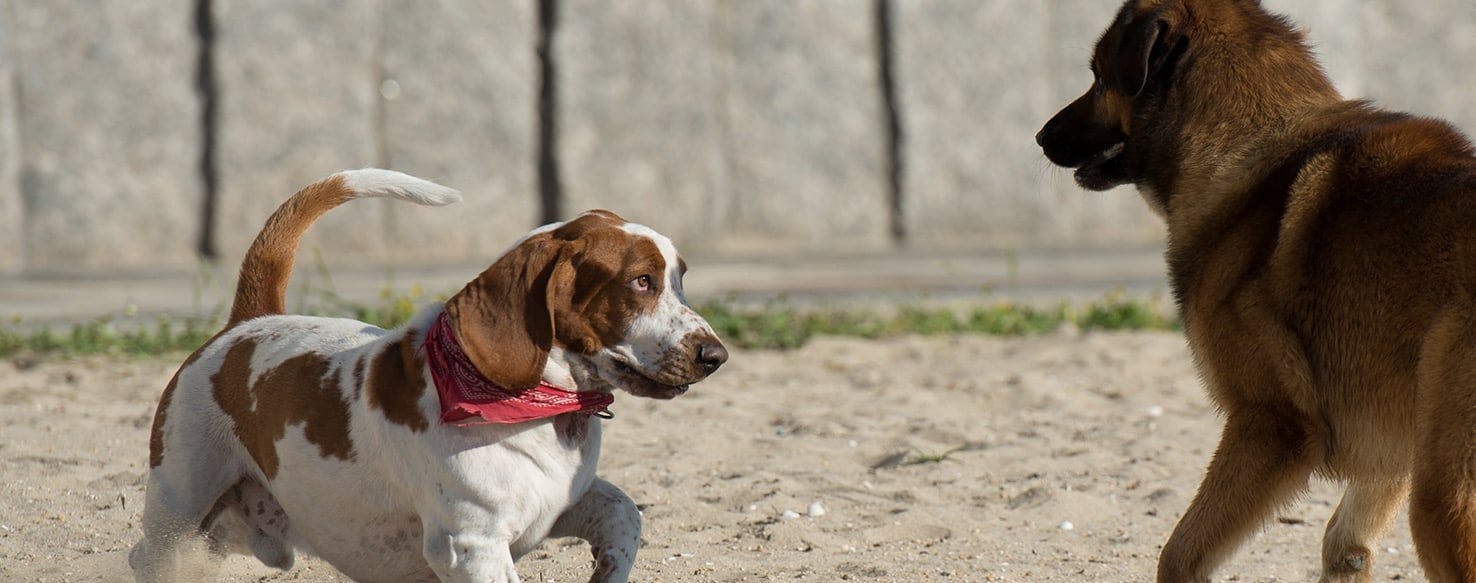 Why Some Dogs Don't Get Along