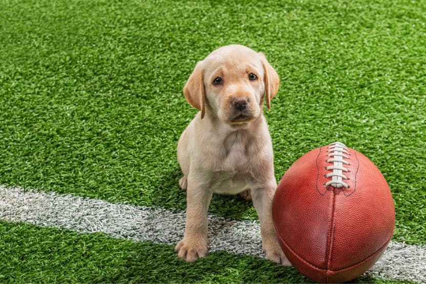daily-wag-recap-cutest-moments-from-the-2022-puppy-bowl-hero-image