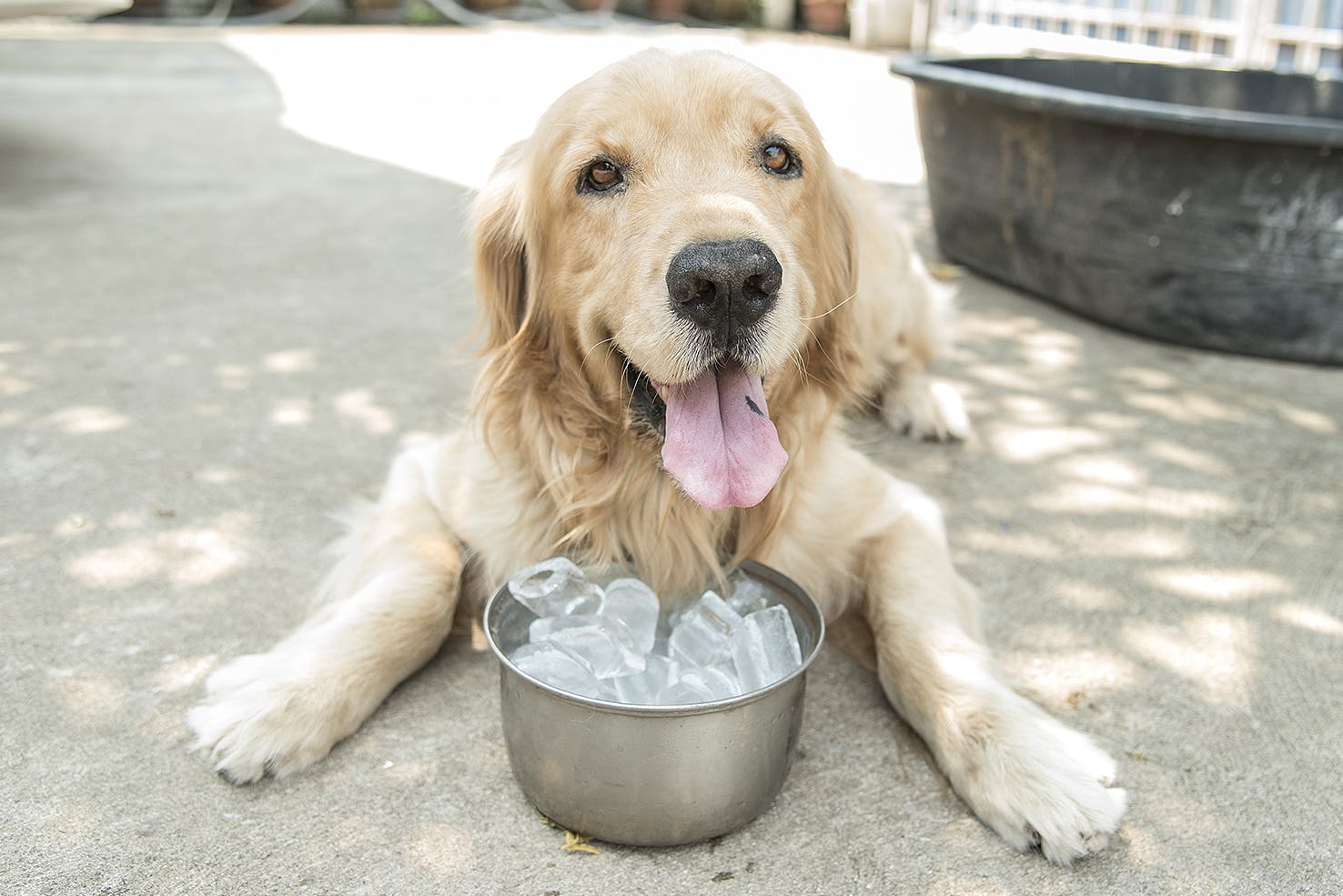 daily-wag-wag-provides-safety-tips-to-help-pet-parents-protect-their-dogs-from-the-dangers-of-hot-temperatures-hero-image