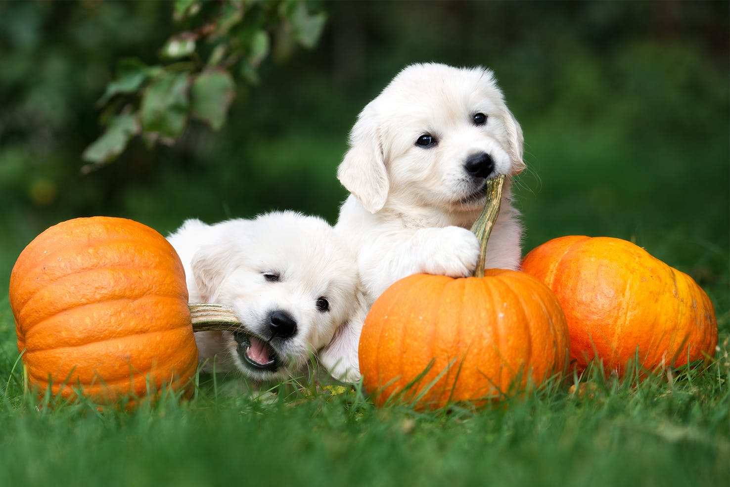 daily-wag-thanksgiving-foods-and-dogs-hero-image