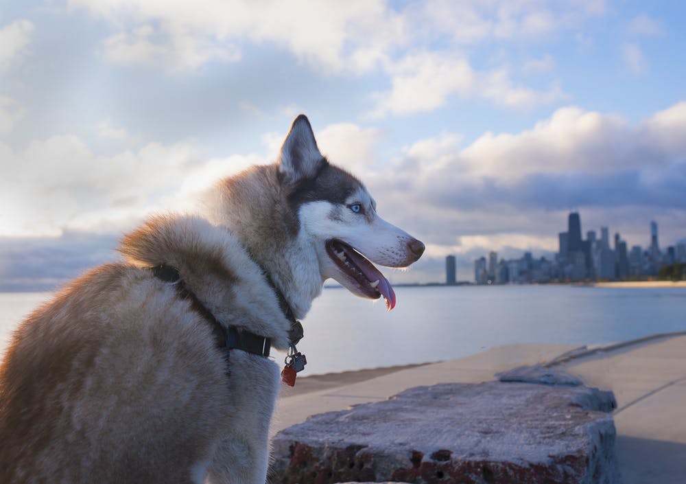 daily-wag-best-dog-treats-for-huskies-hero-image