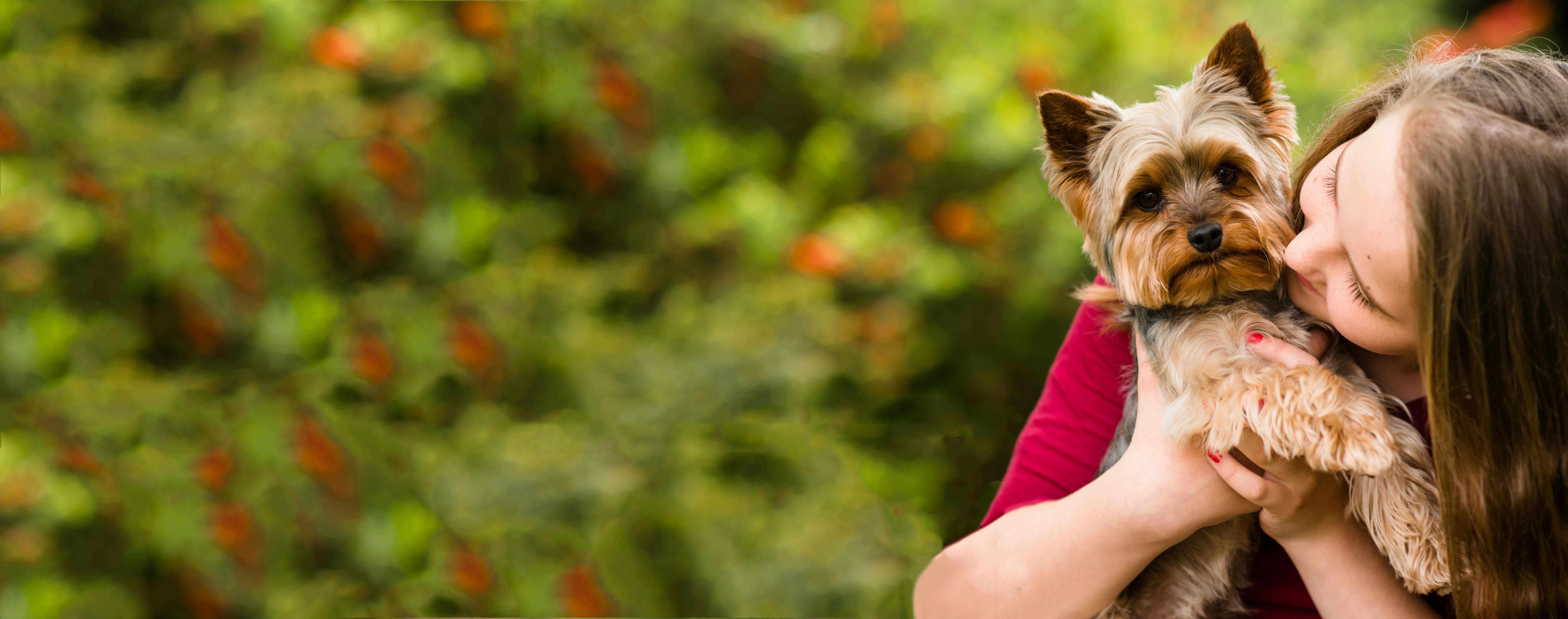 Keeping Your Dog Safe from Wildfire Smoke and Poor Air Quality