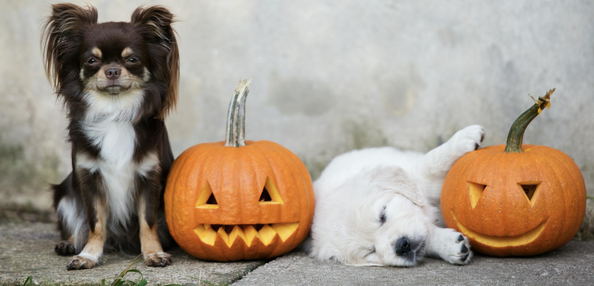 daily-wag-its-halloween-season-13-foods-that-your-pets-can-eat-hero-image