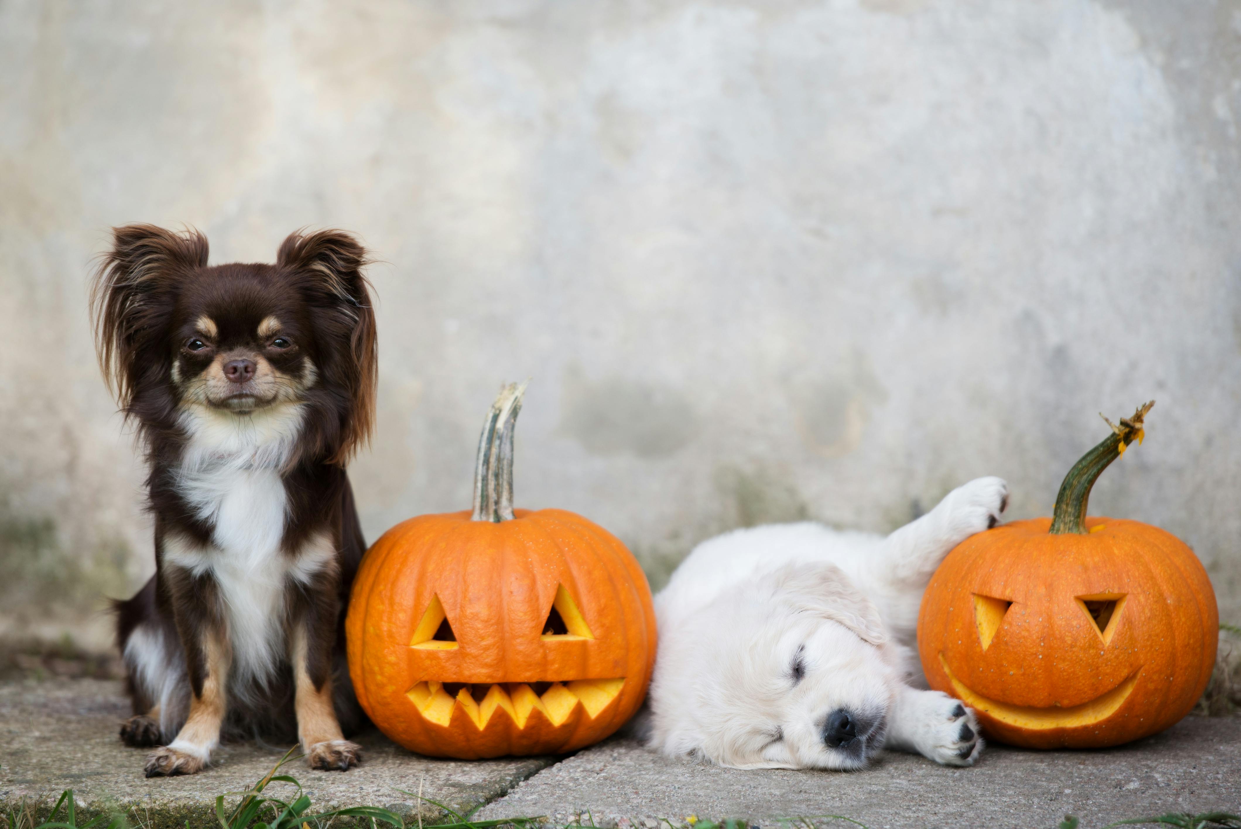 daily-wag-how-to-get-cozy-for-the-spooky-season-with-your-pets-hero-image