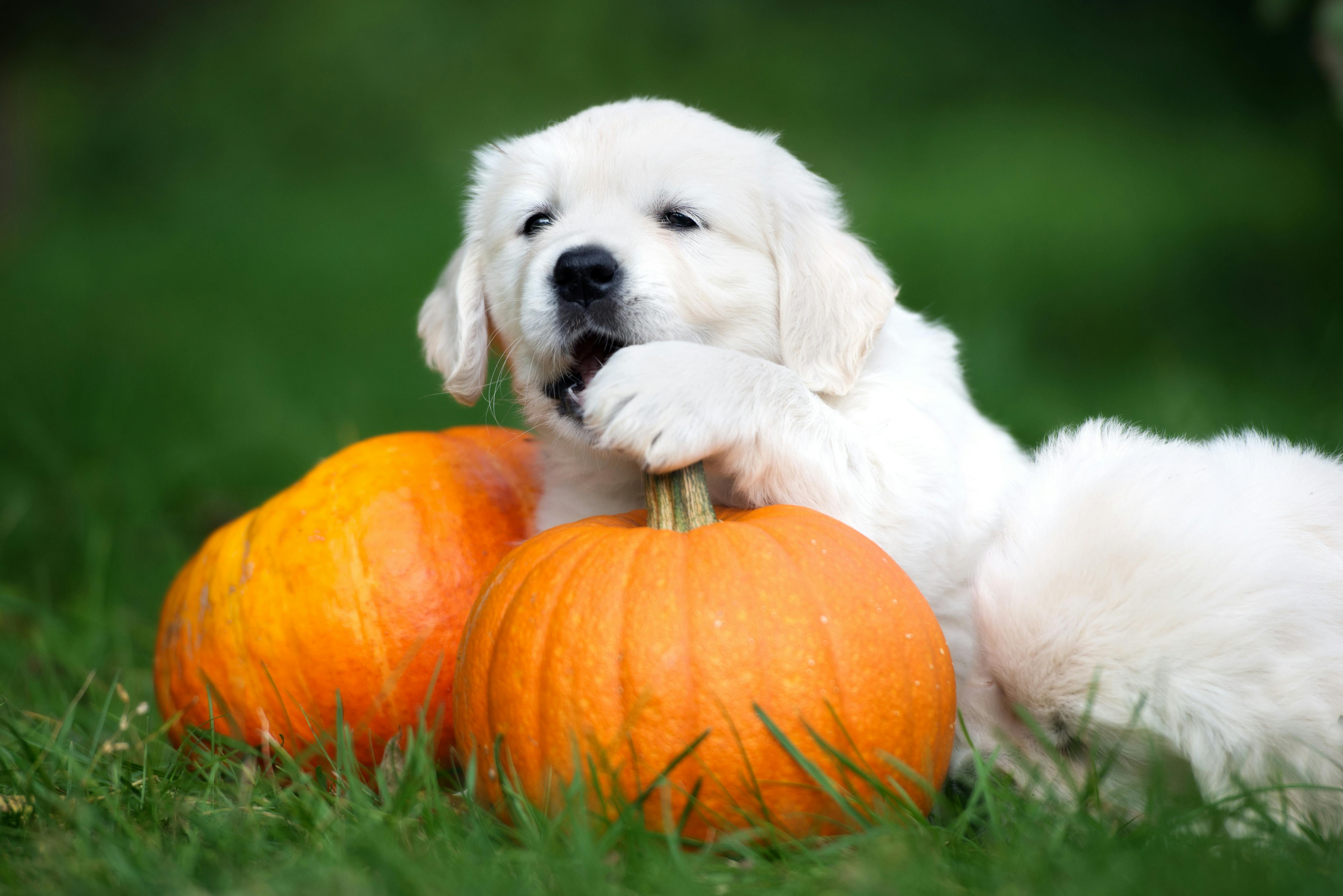 daily-wag-5-fall-inspired-delicious-and-healthy-dog-friendly-drinks-for-dogs-hero-image