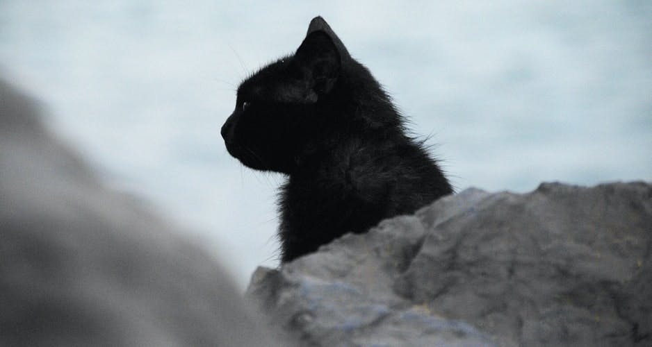 daily-wag-10-interesting-facts-about-black-cats-hero-image