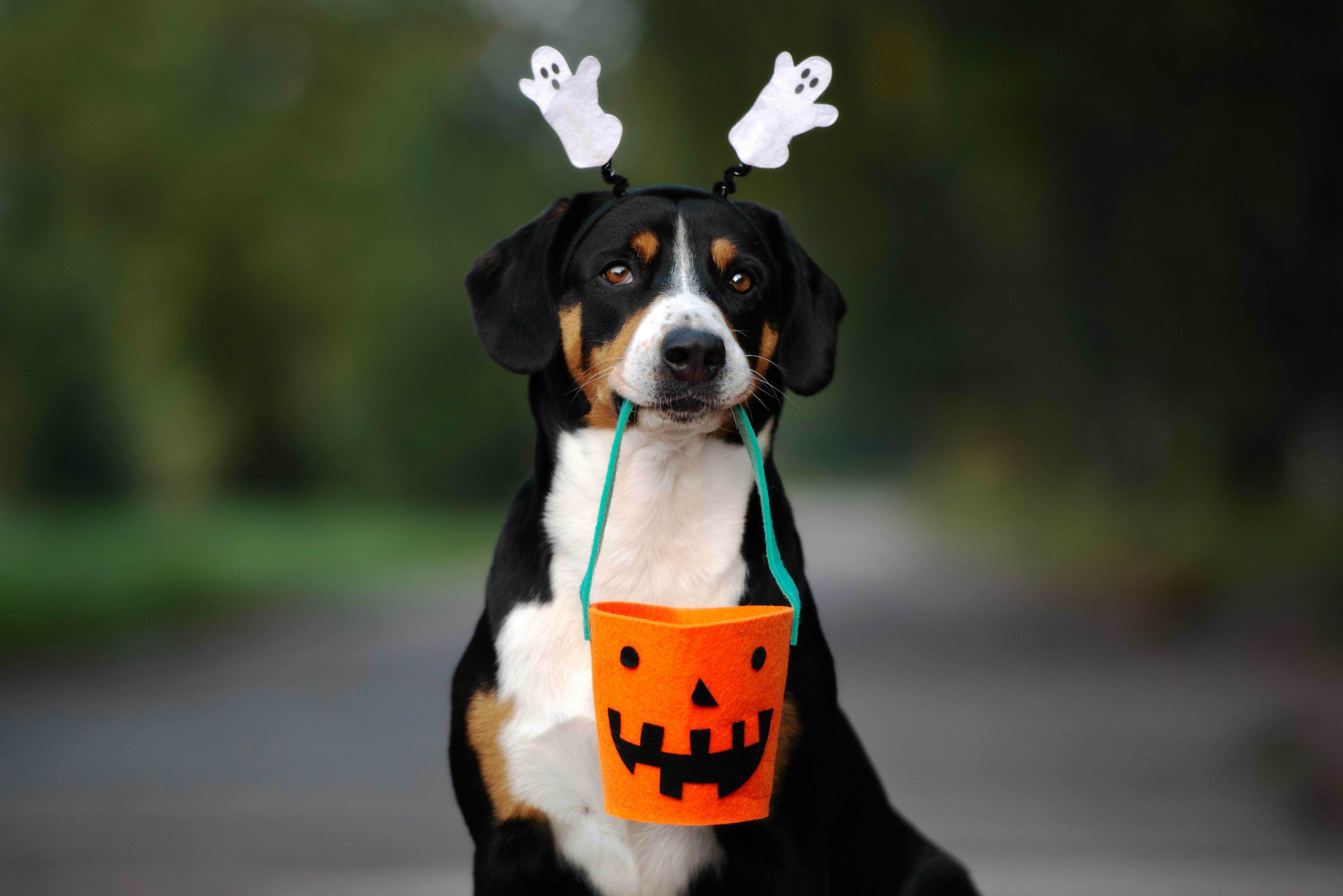 daily-wag-its-spooky-season-take-care-of-your-dogs-teeth-hero-image