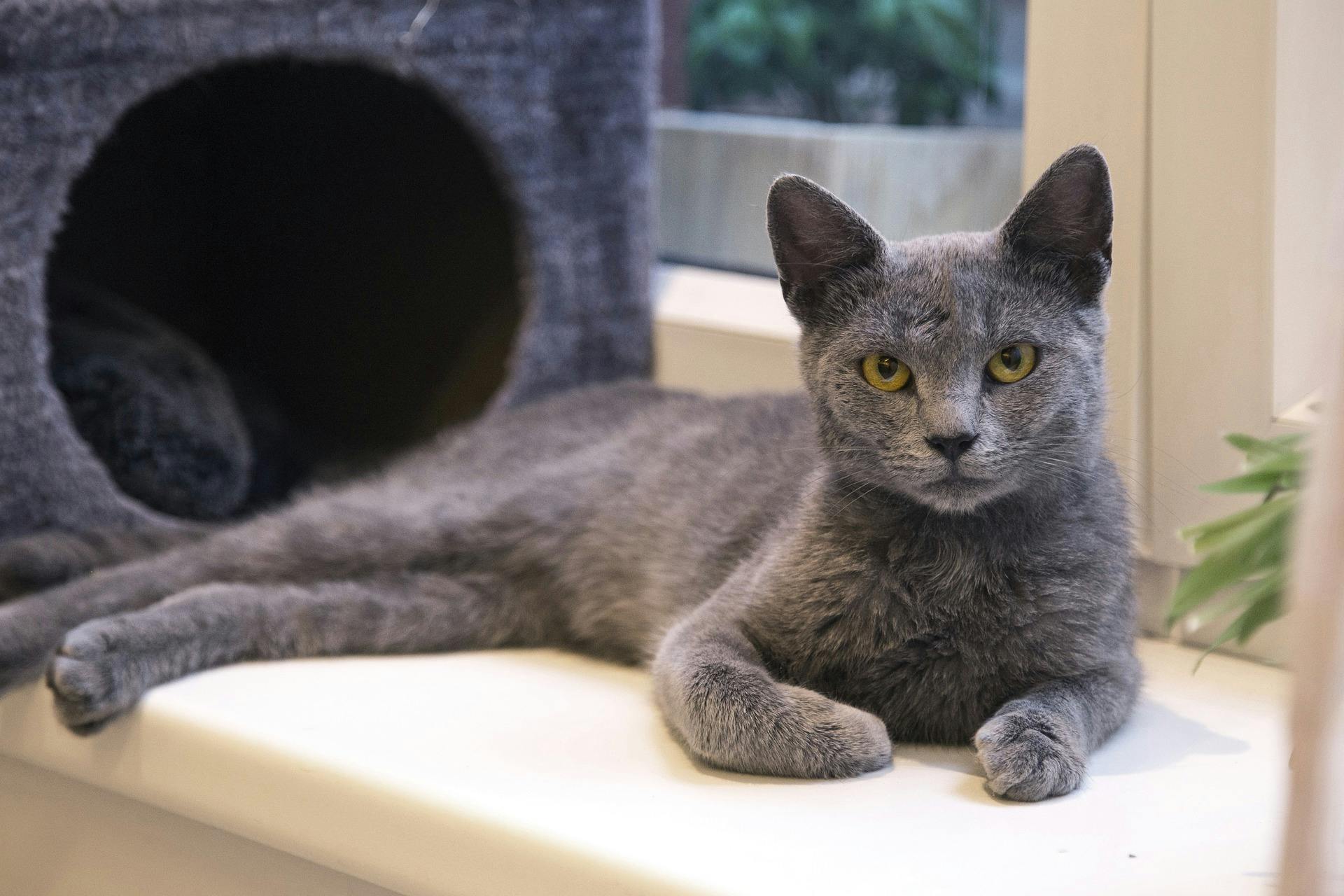 Russian blue indoor 2024 or outdoor cat