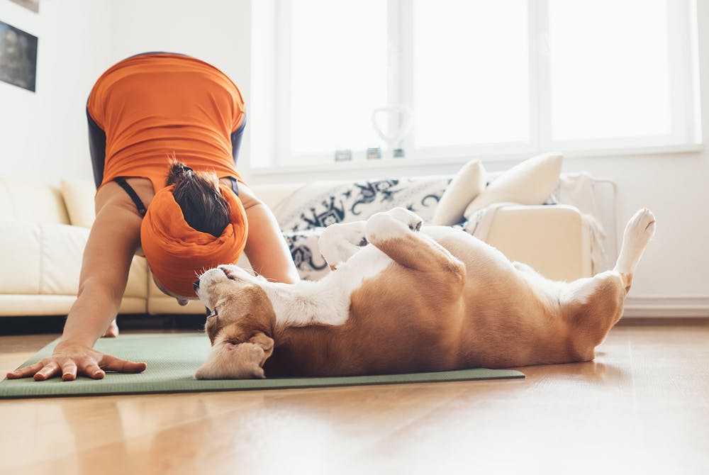 daily-wag-best-quarantine-workouts-with-your-dog-hero-image