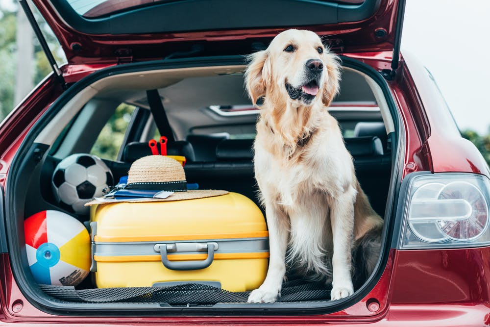 daily-wag-the-ultimutt-guide-to-a-midwest-road-trip-with-your-dog-hero-image