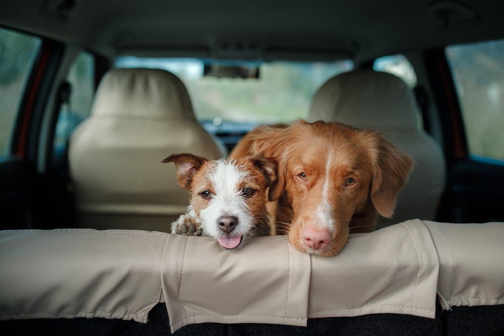 Premium Photo  Friends and a small puppy watching movie on their lap top.  having fun during a car trip.