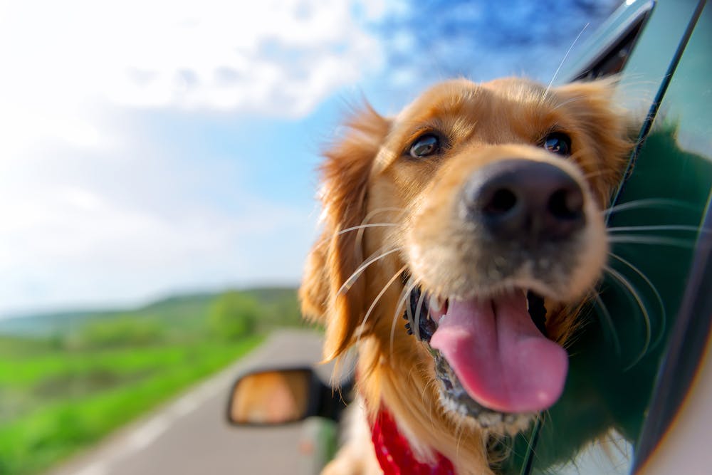 daily-wag-the-ultimutt-guide-to-a-southeast-road-trip-with-your-dog-hero-image