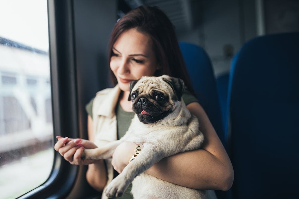 Flying with a pet hotsell american airlines