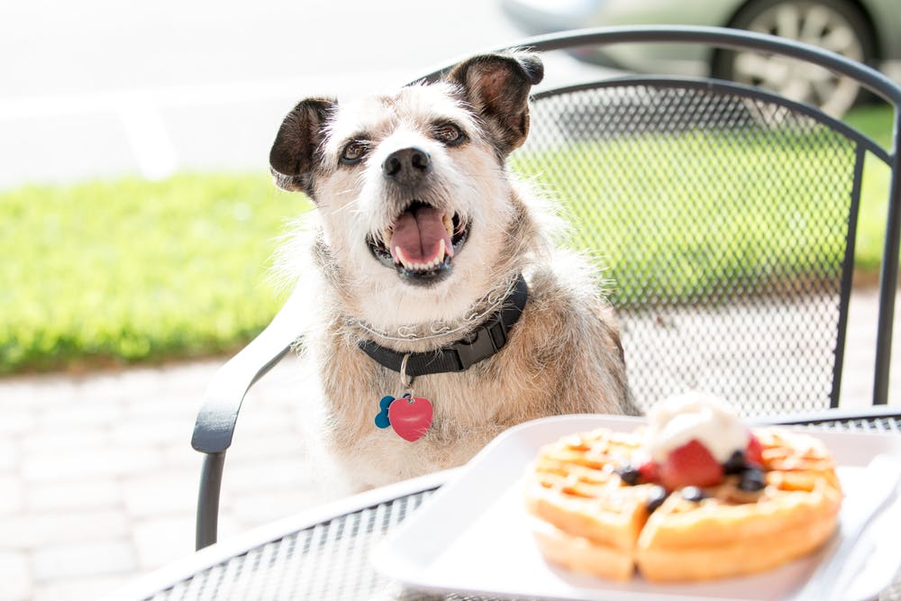 daily-wag-top-10-dog-friendly-chain-restaurants-in-dc-hero-image