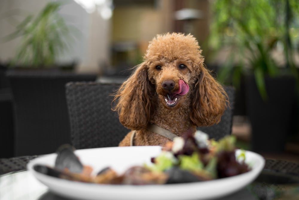 daily-wag-top-10-dog-friendly-chain-restaurants-in-seattle-hero-image
