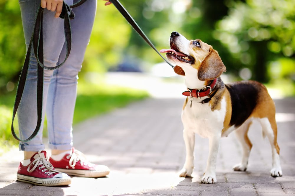 daily-wag-top-8-benefits-of-daily-dog-walks-hero-image