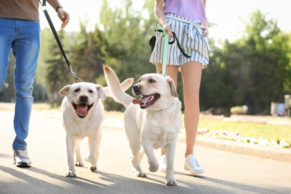 daily-wag-do-you-scoop-the-poo-5-top-dog-walking-tips-hero-image