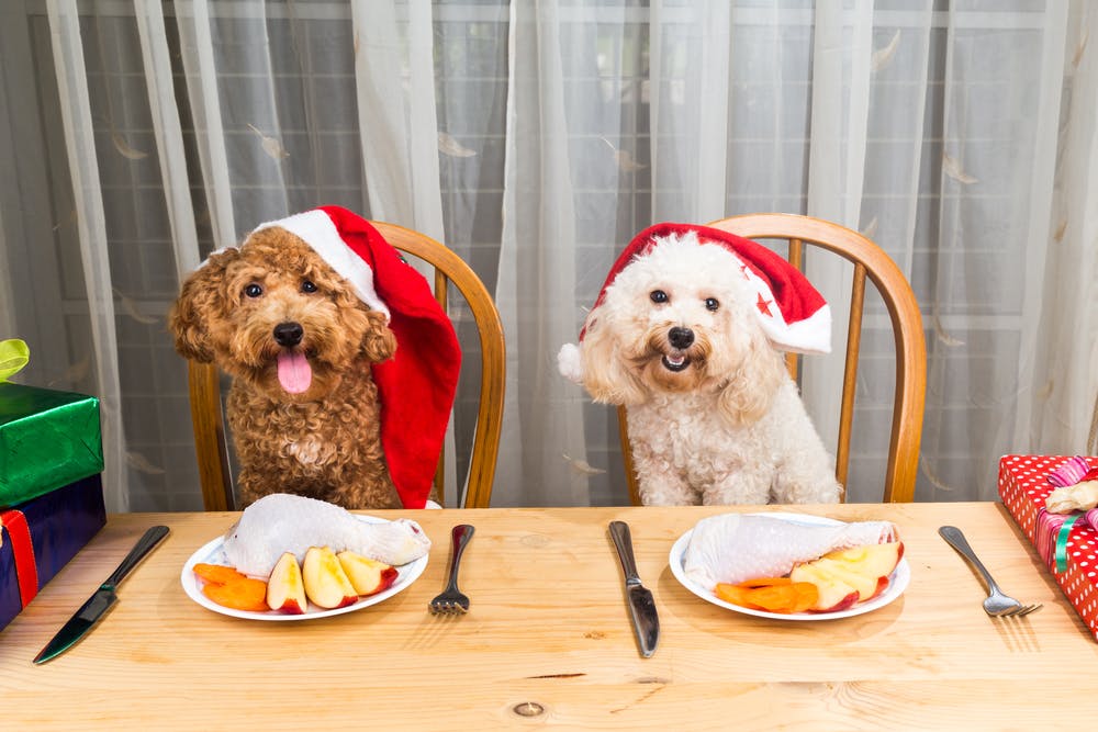 daily-wag-5-christmas-cookie-recipes-that-your-dogs-will-absolutely-love-hero-image