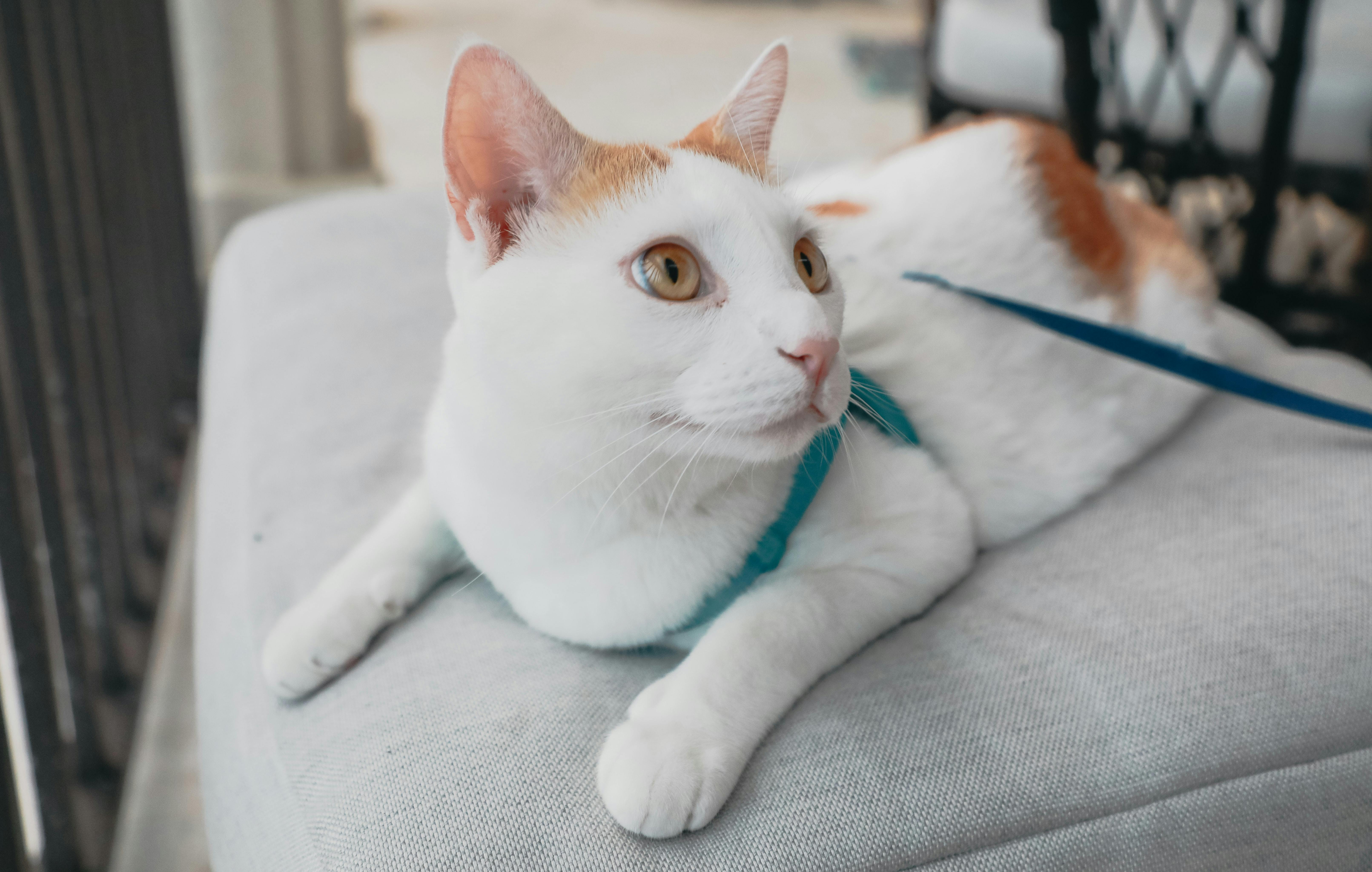 white short haired cat