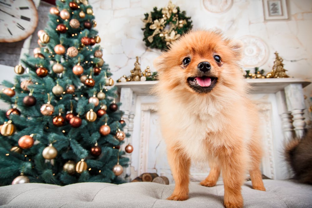 daily-wag-10-smart-ways-to-keep-your-dog-from-destroying-your-christmas-tree-hero-image