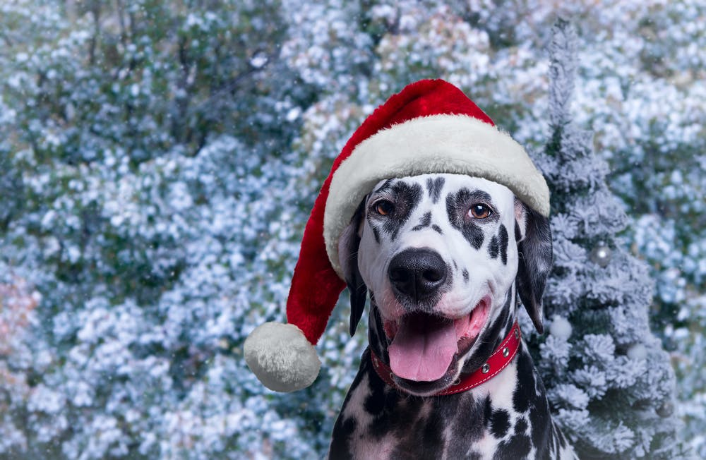 daily-wag-10-christmas-inspired-dog-names-for-your-holiday-puppy-hero-image