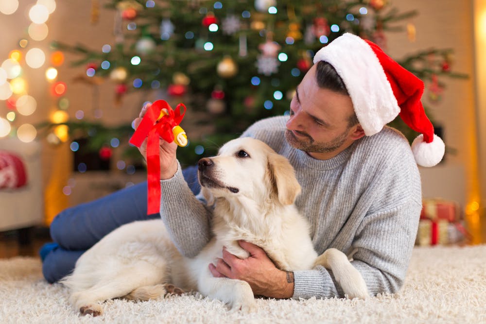 daily-wag-13-best-activities-for-a-quarantine-christmas-with-dogs-hero-image