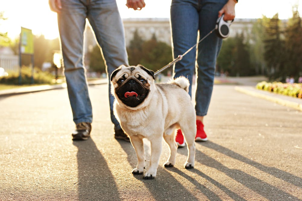 daily-wag-7-tips-for-mastering-your-dog-walk-hero-image