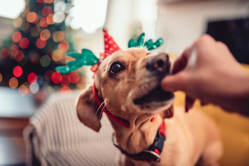 daily-wag-the-best-christmas-shopping-list-for-your-dog-hero-image