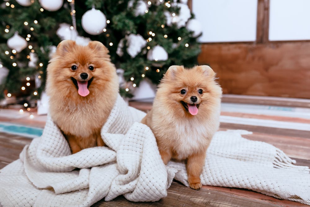 daily-wag-8-ways-to-spend-the-holidays-with-your-dog-hero-image